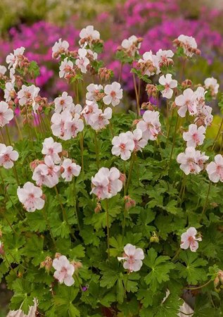 ГЕРАНЬ кембріджська Biokovo